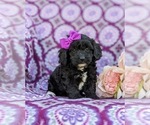 Small Photo #1 -Poodle (Miniature) Mix Puppy For Sale in LANCASTER, PA, USA