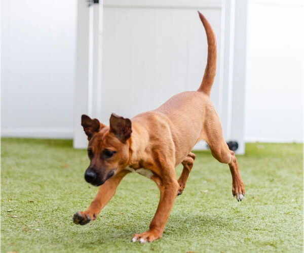 Medium Photo #2 Labrador Retriever-Unknown Mix Puppy For Sale in Canton, CT, USA