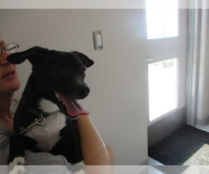 Chihuahua Dogs for adoption in Ocala, FL, USA