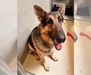 German Shepherd Dog Dogs for adoption in Rancho Cucamonga, CA, USA
