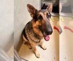 Small German Shepherd Dog