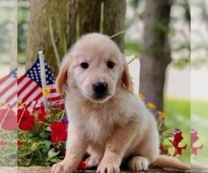 Golden Retriever Puppy for sale in DRY RUN, PA, USA