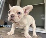Small #1 French Bulldog