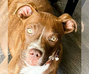 American Pit Bull Terrier-Unknown Mix Dogs for adoption in Cottage Grove, MN, USA