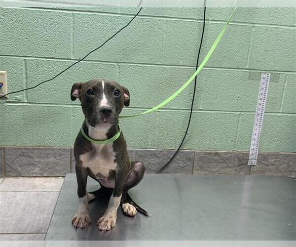 Medium Photo #1 American Staffordshire Terrier-Unknown Mix Puppy For Sale in Grand Prairie, TX, USA