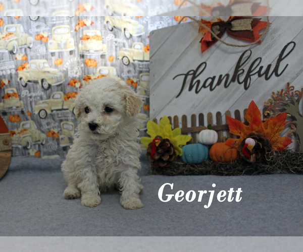Medium Photo #14 Poodle (Toy) Puppy For Sale in CHANUTE, KS, USA