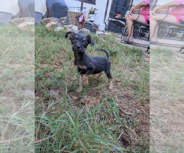 Medium Photo #2 Chihuahua-Unknown Mix Puppy For Sale in Vail, AZ, USA