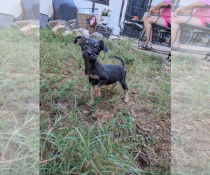 Rolo - Female Chihuahua-Unknown Mix Dog for Adoption - Photo #2