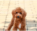 Matilda - Female Cavapoo (Miniature) Puppy for Sale - Photo #10