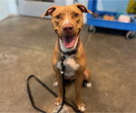 Small American Staffordshire Terrier Mix