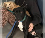 Small #9 Labrador Retriever Mix