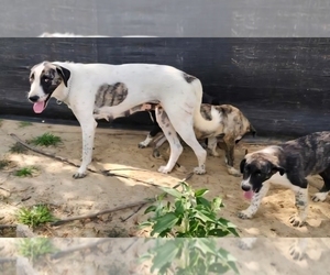 Mother of the Anatolian Shepherd puppies born on 04/22/2025