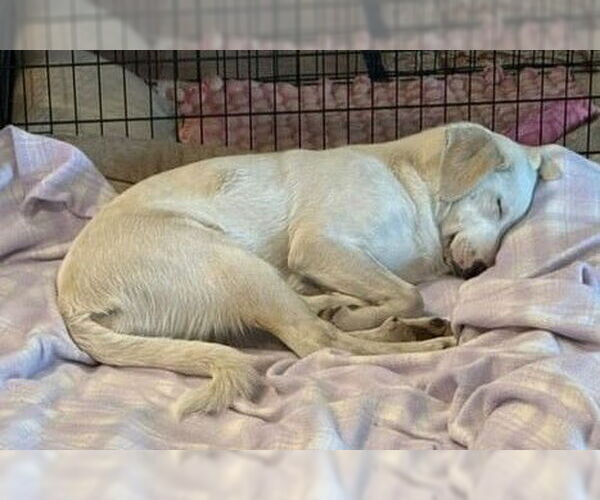 Medium Photo #7 Great Pyrenees-Unknown Mix Puppy For Sale in Dallas, TX, USA