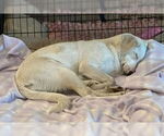Small #6 Great Pyrenees Mix