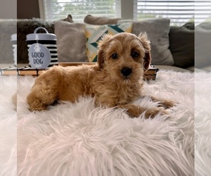 Cockapoo Puppy for sale in INDIANAPOLIS, IN, USA