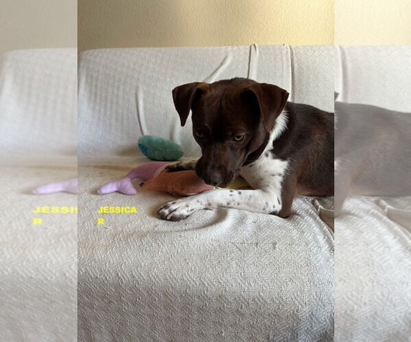 Medium Photo #1 Pointer-Unknown Mix Puppy For Sale in Woodland Hills, CA, USA