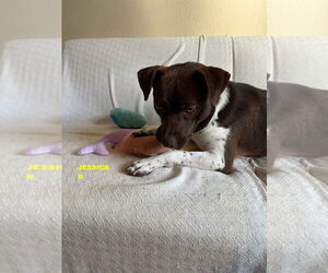 Pointer-Unknown Mix Dogs for adoption in Woodland Hills, CA, USA