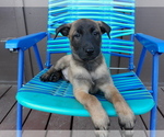 Small Photo #11 Belgian Malinois Puppy For Sale in CORNING, CA, USA