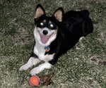 Small Photo #1 American Corgi Puppy For Sale in PRYOR, OK, USA