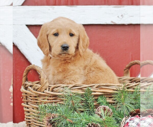 Medium Photo #1 Labradoodle Puppy For Sale in GREENCASTLE, PA, USA
