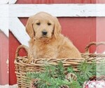 Small Photo #1 Labradoodle Puppy For Sale in GREENCASTLE, PA, USA