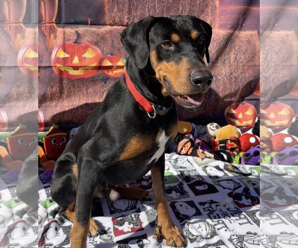 Medium Photo #4 Rotterman Puppy For Sale in Lake Elsinore, CA, USA