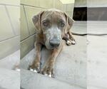 BRONCO - Male Mutt Dog for Adoption - Small photo