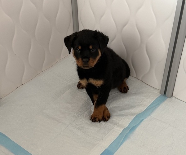 Medium Photo #11 Rottweiler Puppy For Sale in WORTH, IL, USA