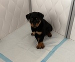 Small Photo #11 Rottweiler Puppy For Sale in WORTH, IL, USA
