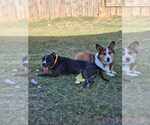 Small #9 American Pit Bull Terrier-Labrador Retriever Mix