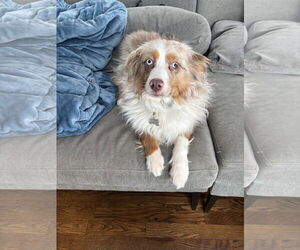 Australian Shepherd Dogs for adoption in Lockport, NY, USA