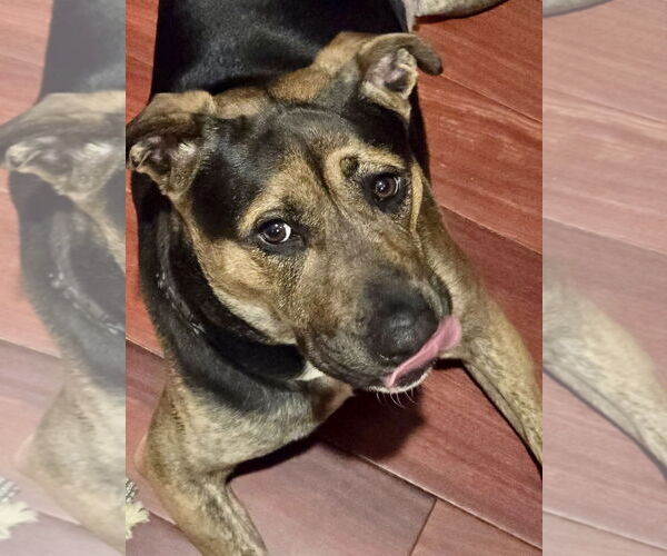 Medium Photo #5 Mutt Puppy For Sale in Mount Laurel, NJ, USA