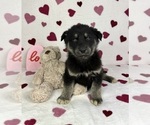 Small #2 German Shepherd Dog-Miniature American Shepherd Mix