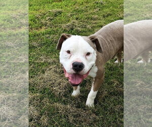 American Pit Bull Terrier Dogs for adoption in Evansville, IN, USA