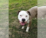 Small American Pit Bull Terrier