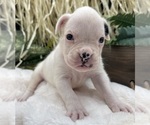 Small #4 Boxer