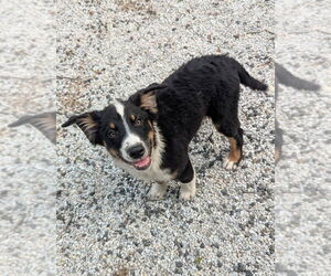 Australian Shepherd Dogs for adoption in Brewster, NY, USA