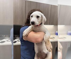 Great Pyrenees Dogs for adoption in Baytown, TX, USA