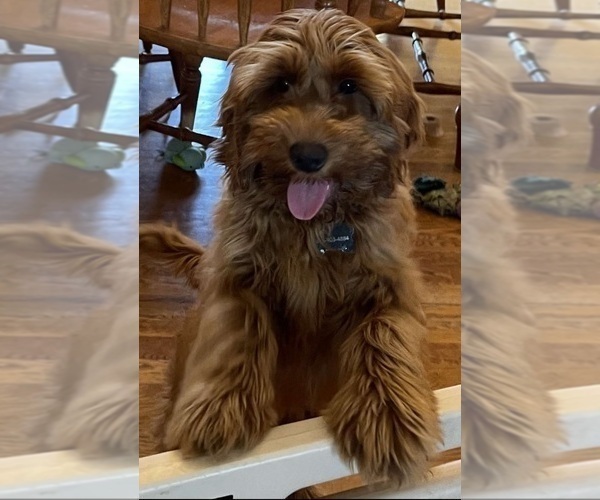 Medium Photo #1 Goldendoodle (Miniature) Puppy For Sale in SAINT MARYS, KS, USA