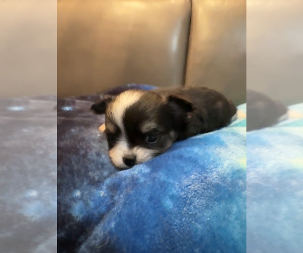 Medium Photo #4 Chihuahua Puppy For Sale in TWINING, MI, USA