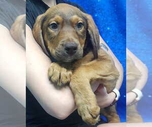 Labrador Retriever-Unknown Mix Dogs for adoption in Wetumpka, AL, USA