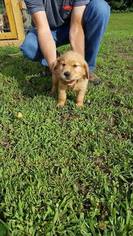 Golden Retriever Puppy for sale in PINE KNOT, KY, USA