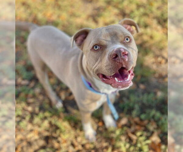 Medium Photo #1 American Pit Bull Terrier Puppy For Sale in Aurora, CO, USA