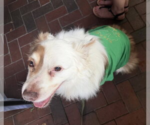 Shep - Male Australian Shepherd Dog for Adoption - Photo #2