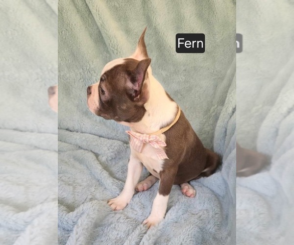 Medium Photo #3 Boston Terrier Puppy For Sale in MINERAL WELLS, WV, USA