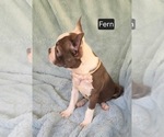 Small #2 Boston Terrier