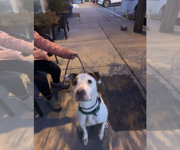 Medium Photo #6 American Pit Bull Terrier-Unknown Mix Puppy For Sale in Westwood, NJ, USA