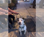 Small #5 American Pit Bull Terrier Mix
