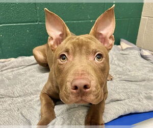 American Staffordshire Terrier-Unknown Mix Dogs for adoption in Raleigh, NC, USA