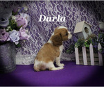 Small #11 Cavalier King Charles Spaniel